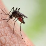 Zika Spread Via Mosquitoes