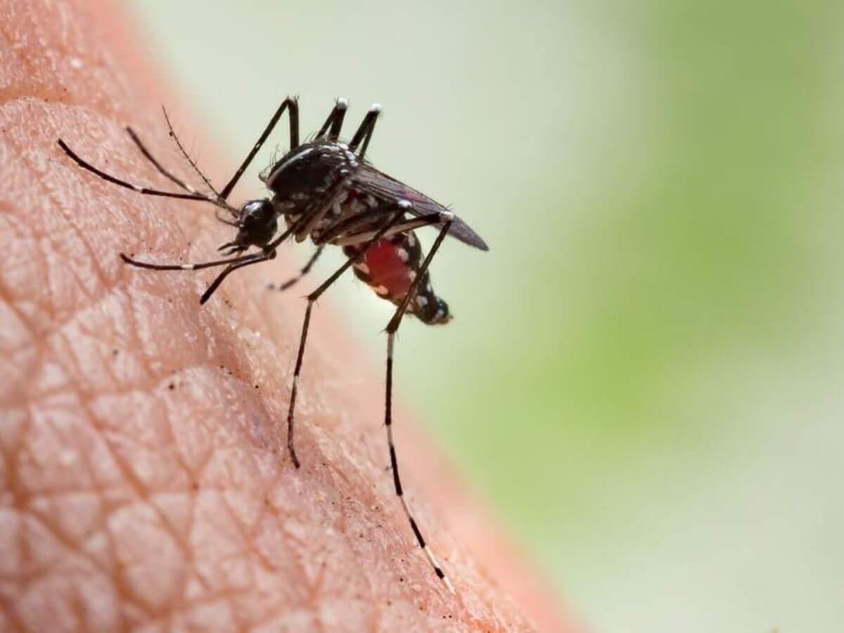 Zika Spread Via Mosquitoes